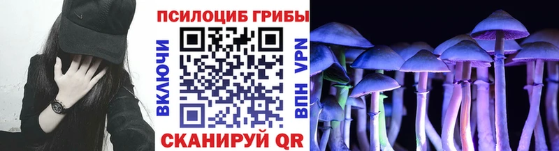 закладка  Каргополь  Псилоцибиновые грибы Cubensis 